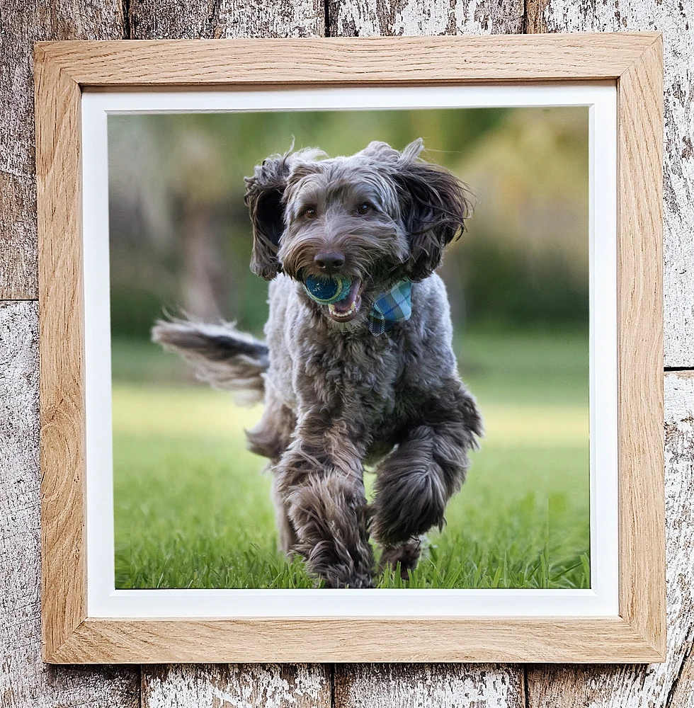 Doodle Running with ball inmouth framed photo.