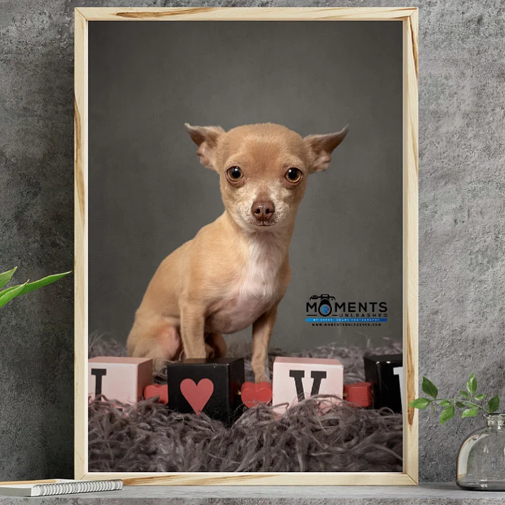 framed portrait of Chihuahua