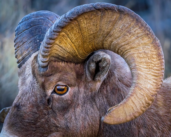 I Have My Eye On You - Wildlife - Grateful Journeys Photography