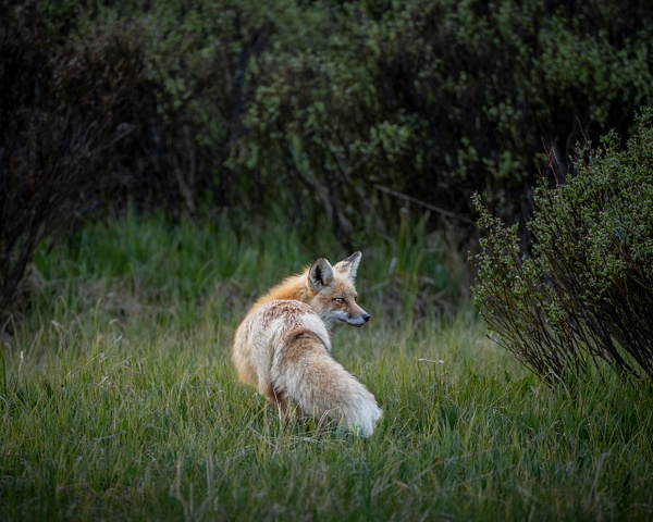 Fox Trot in Summer - Wildlife - Grateful Journeys Photography