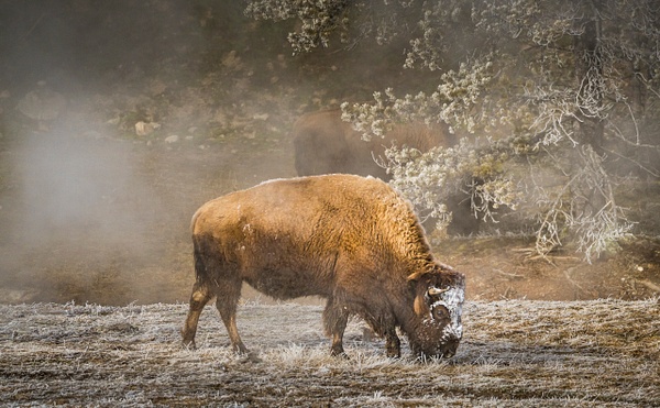 Winter Grazing - Wildlife - Grateful Journeys Photography