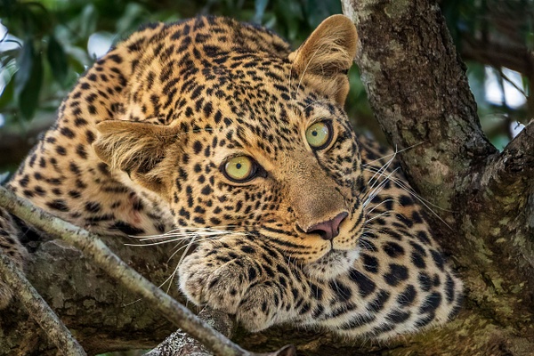 Leopard-in-tree-2,-Masai-Mara,-Kenya - IAN PLANT