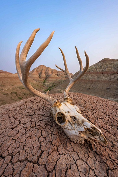 Deer-skull-1,-Badlands-National-Park,-South-Dakota,-USA - IAN PLANT