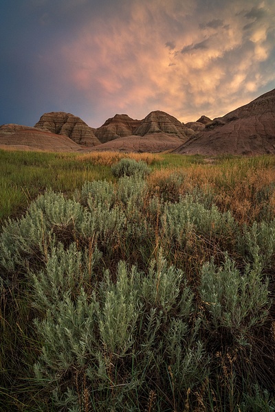 Sage-brush-at-sunset-1,-Dillon-Pass,-Badlands-National-Park,-South-Dakota,-USA - IAN PLANT