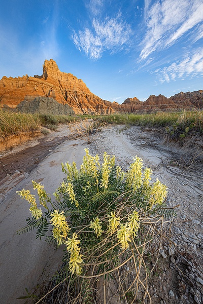 Sunrise-flowers,-Badlands-National-Park,-South-Dakota,-USA - IAN PLANT