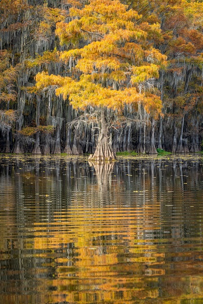 Autumn-color-13,-Lake-Caddo,-Texas,-USA - IAN PLANT