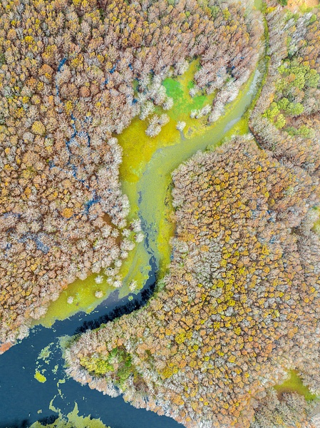 Aerial-6,-Lake-Caddo,-Texas,-USA - IAN PLANT