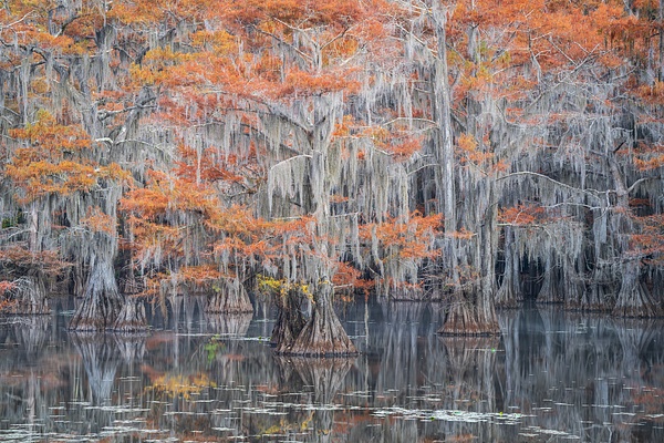 Autumn-color-73,-Lake-Caddo,-Texas,-USA - IAN PLANT