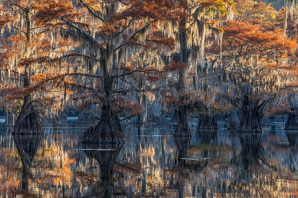 Autumn-color-75,-Lake-Caddo,-Texas,-USA - IAN PLANT