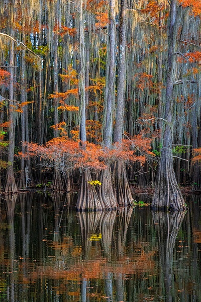 Autumn-color-118,-Lake-Caddo,-Texas,-USA - IAN PLANT
