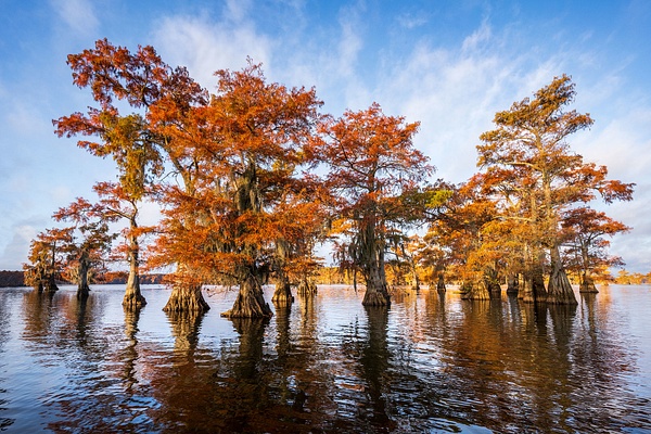 Autumn-color-108,-Lake-Caddo,-Texas,-USA - IAN PLANT
