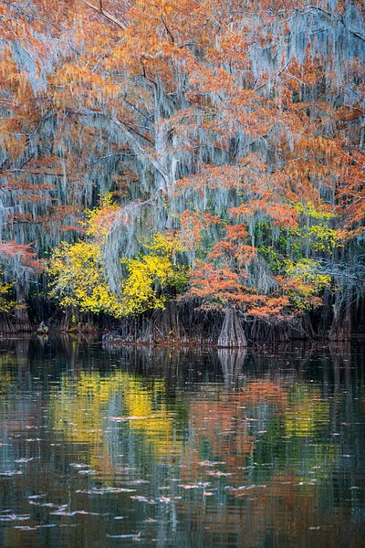 Autumn-color-78,-Lake-Caddo,-Texas,-USA - IAN PLANT