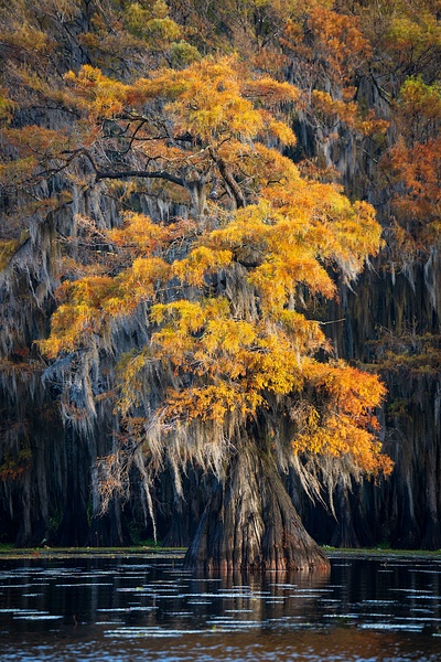 Autumn-color-19,-Lake-Caddo,-Texas,-USA - IAN PLANT
