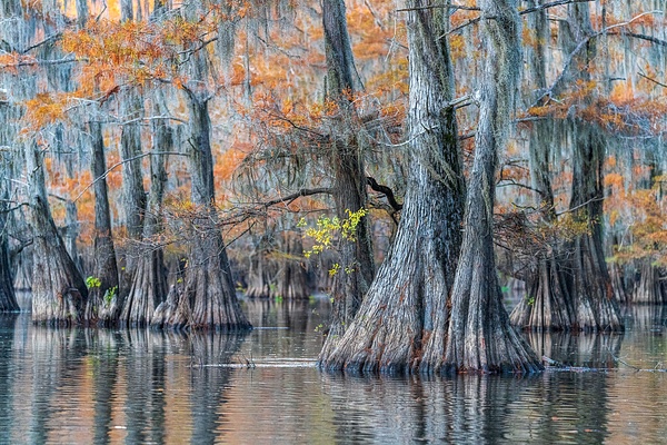 Autumn-color-26,-Lake-Caddo,-Texas,-USA - IAN PLANT