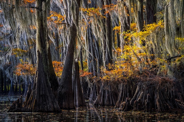 Autumn-color-35,-Lake-Caddo,-Texas,-USA - IAN PLANT