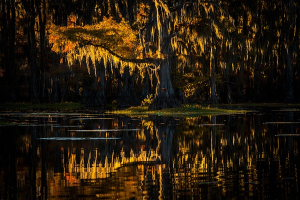 Autumn-color-57,-Lake-Caddo,-Texas,-USA - IAN PLANT