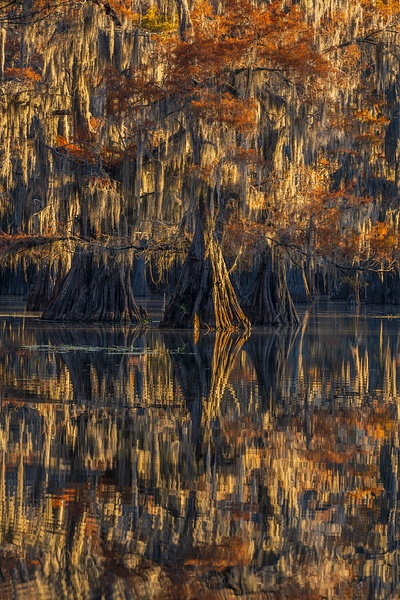 Autumn-color-67,-Lake-Caddo,-Texas,-USA - IAN PLANT