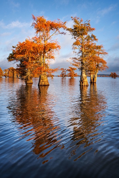 Autumn-color-86,-Lake-Caddo,-Texas,-USA - IAN PLANT