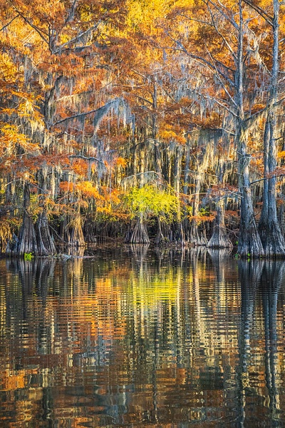 Autumn-color-107,-Lake-Caddo,-Texas,-USA - IAN PLANT