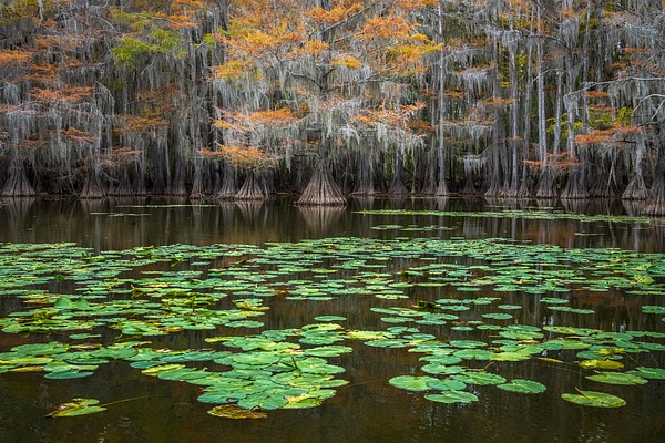 Autumn-color-17,-Lake-Caddo,-Texas,-USA - IAN PLANT