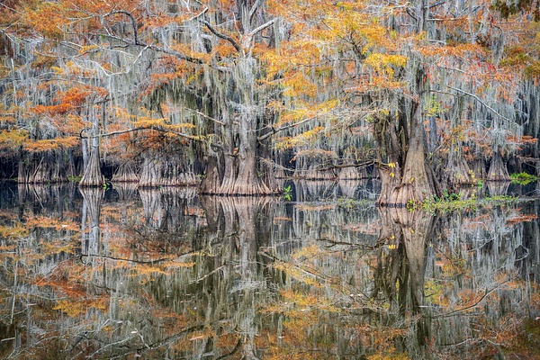 Autumn-color-4,-Lake-Caddo,-Texas,-USA - IAN PLANT