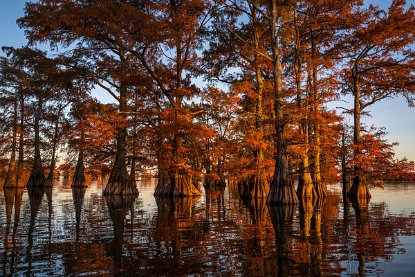 Autumn-color-1,-Lake-Caddo,-Louisiana,-USA - IAN PLANT