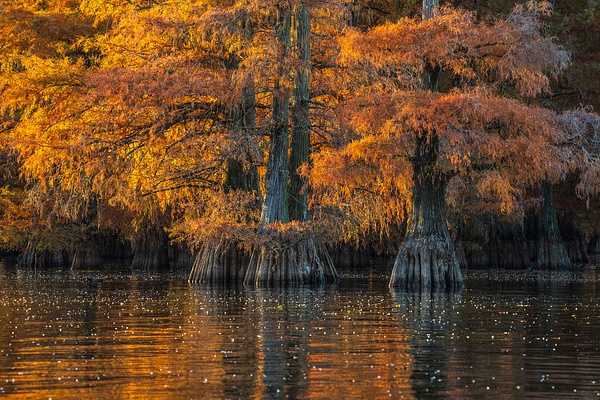 Autumn-color-14,-Lake-Caddo,-Louisiana,-USA - IAN PLANT