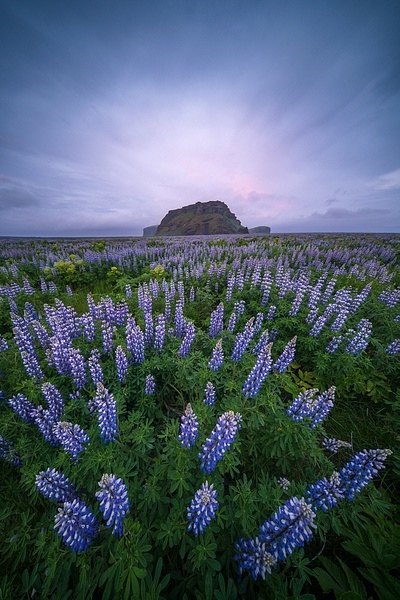 Lupine-at-sunrise-1,-Iceland - IAN PLANT