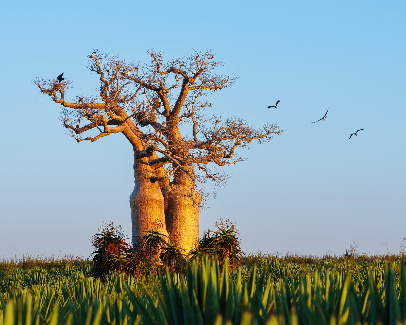 The Mighty Baobab