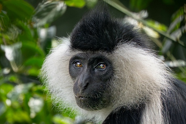 Black and White Colobus Monkey - 2026-08 Rwanda - David Pitts Photographer