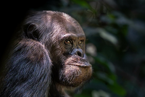 Chimpanzee - 2026-08 Rwanda - David Pitts Photographer