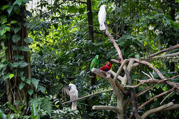 Singapur - Zoo by rooibosgirl