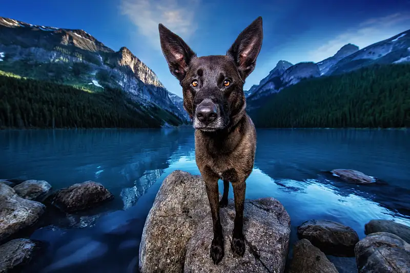 Dog Breath Photography