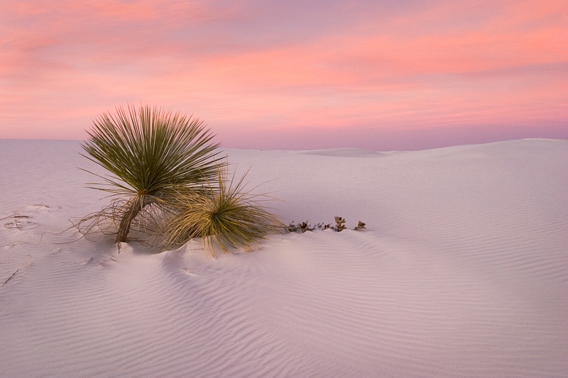 'Desert Survivors' White Sands