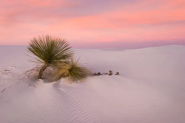 'Desert Survivors' White Sands by Nat Coalson