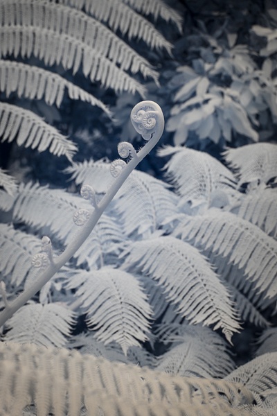 Nat Coalson - Potential - Flora da Madeira - Nat Coalson