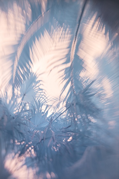 Nat Coalson - Evening Glow - Palmae - Nat Coalson