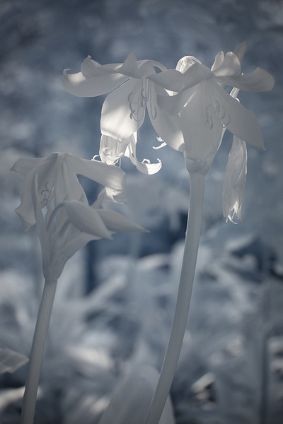 Nat Coalson - Delicacy - Flora da Madeira - Nat Coalson