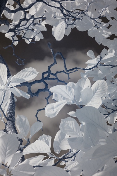 Nat Coalson - Contrasts - Flora da Madeira - Nat Coalson