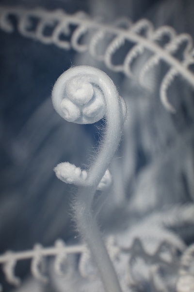 Nat Coalson - Yearning - Flora da Madeira - Nat Coalson