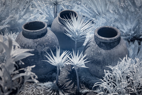 Nat Coalson - Three Pots - Flora da Madeira - Nat Coalson
