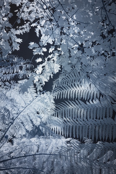 Nat Coalson - Jurassic - Flora da Madeira - Nat Coalson