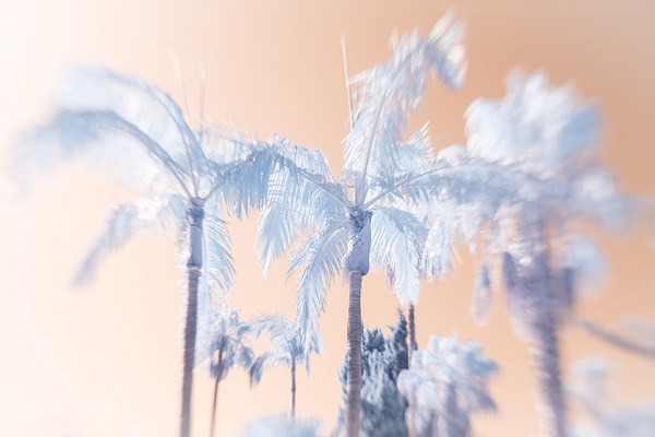 Nat Coalson - Bright Day - Palmae - Nat Coalson
