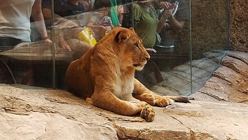 MGM - Lion exhibit.