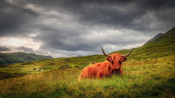 Highland Cow, Highlands, Scotland - JakubBors