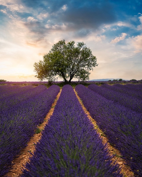 Lavender Field, Valensole Plateau, France - JakubBors