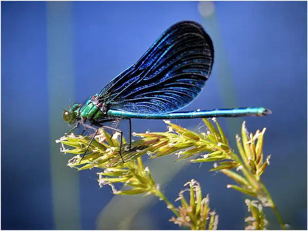 Demoiselle in Corrèze by DanGPhotos