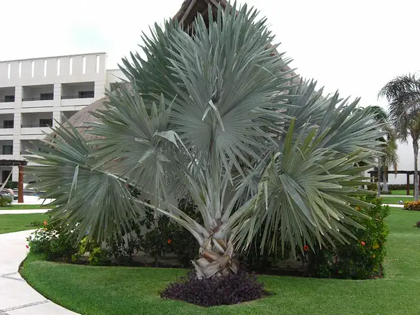 Great Palm by flipflopman