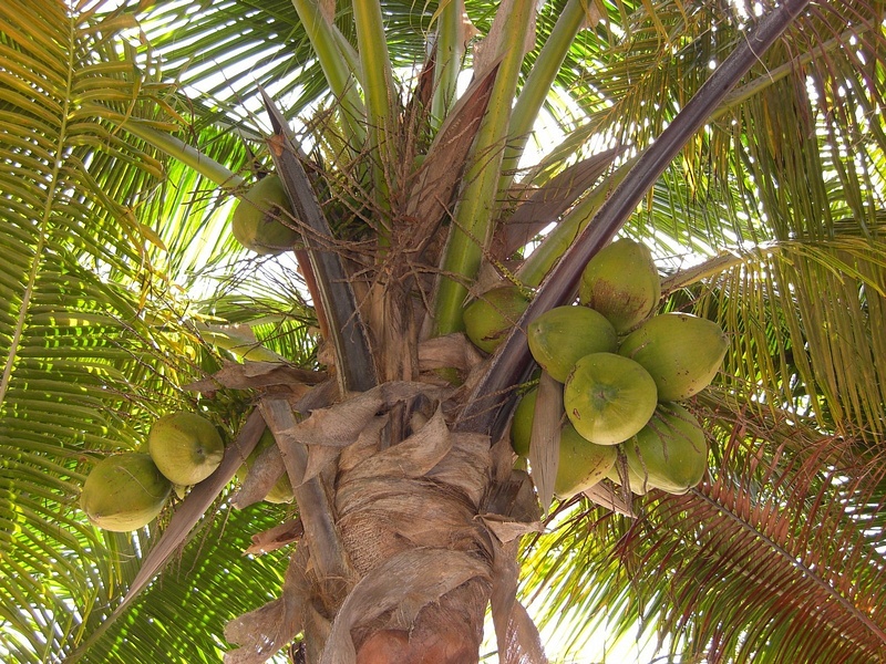 Coconut Anyone