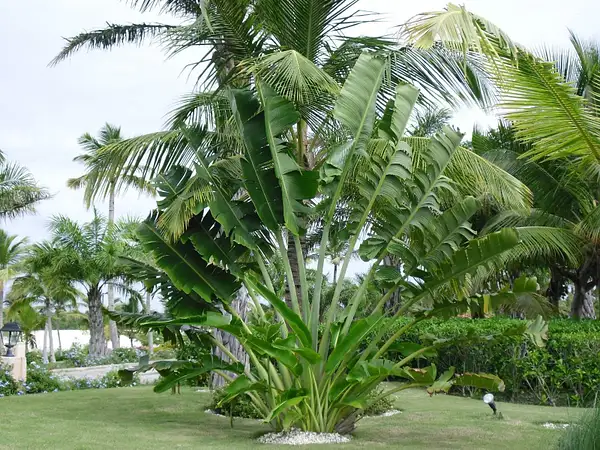 So many different palms by flipflopman
